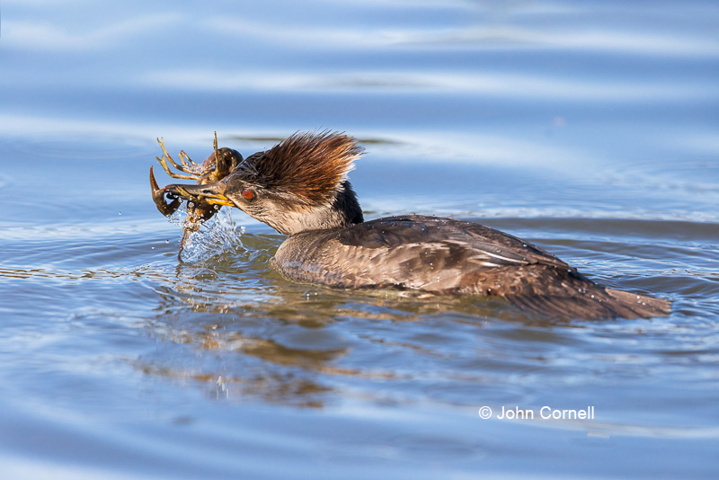 Female;Hooded Merganser;Lophodytes cucullatus;One;avifauna;bird;birds;color image;color photograph;crawfish;feather;feathered;feathers;natural;nature;outdoor;outdoors;wild;wilderness;wildlife